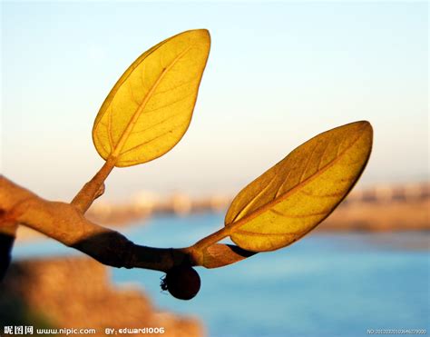 黄色树叶元素素材下载-正版素材401306146-摄图网