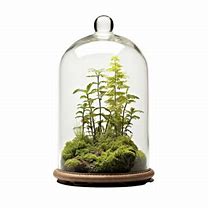 Image result for Cloche Bell Jar with Transparent Background