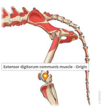 Image result for Extensor Digitorum Communis