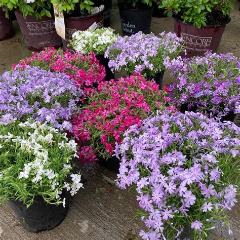 LADDS FARM SUPPLY - Cartersville GA - Hours, Directions, Reviews - Loc8NearMe