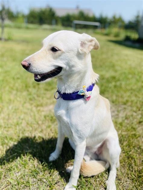 What Is The Slang Word For White Girl In Spanish - Catalog Library