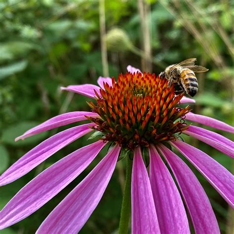 Black Eyed Susan Flower Purple