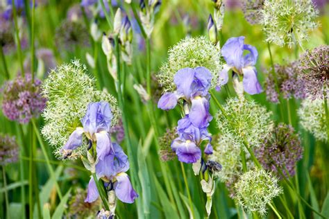 12 Hardy Perennials That Bloom Beautifully In Pennsylvania With Minimal ...