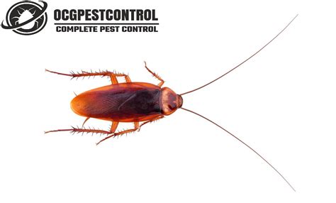 Cockroach Pest Control 的图像结果
