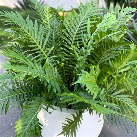 Australian Native Garden for Sustainable Spaces | Local Botanist