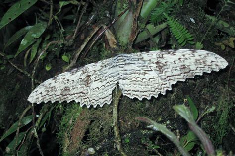 White Witch Moth: Identification, Life Cycle, Facts & Pictures
