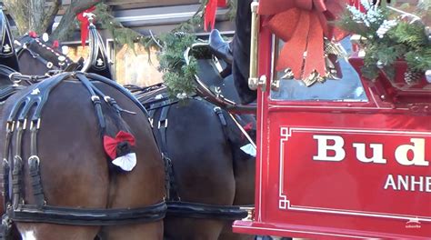 Anheuser-Busch 'mutilates' Budweiser Clydesdale horses: PETA
