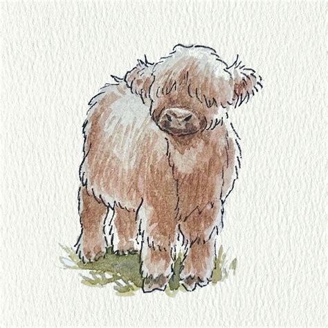 Highland Cow Drawing