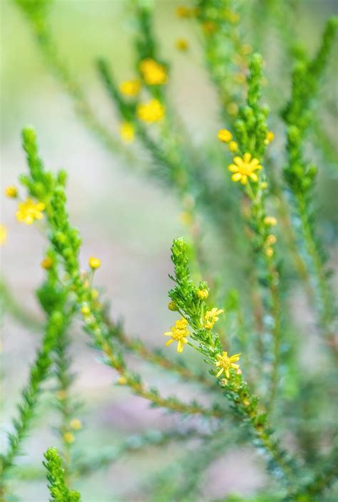 Tiny Yellow Flowers Photos, Download The BEST Free Tiny Yellow Flowers ...