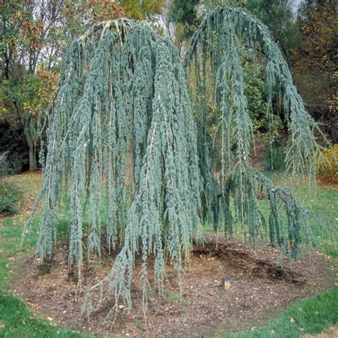 Cedrus Atlantica Glauca Pendula Weeping Blue Atlas Cedar | SiteOne US