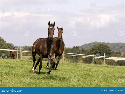 Two Beautiful Chestnuts Horse Galloping Stock Image - Image of profile ...