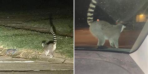 Image result for Girls Running Over Squirrels with Their Cars