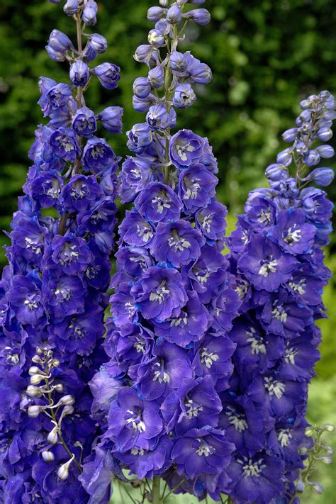 Candle Larkspur, Delphinium 'Centurion Royal Purple'