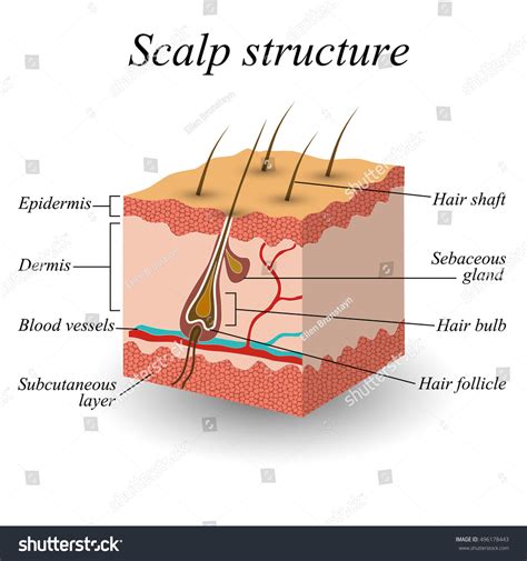 Layers Of Scalp Anatomy