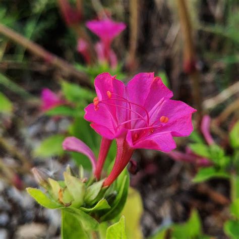 Four o’clock flower (Mirabilis jalapa) – Weeds of Melbourne