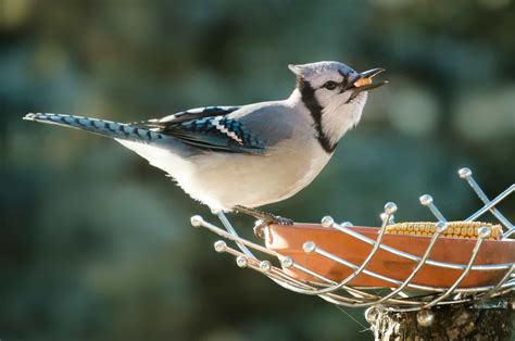 Spotting A Blue Jay May Be The Universe’s Way Of Telling You What You ...