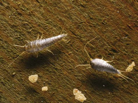 How to Control and Identify Bugs that Eat Clothes