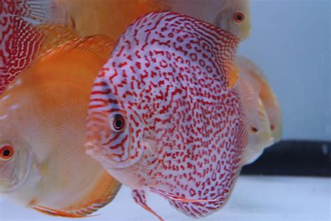Image result for Red Leopard Discus