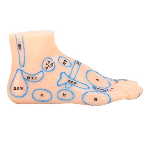 Modelo De Pies, Modelo De Acupuntura Profesional De 5,1 X 2,2 X 2,6 ...