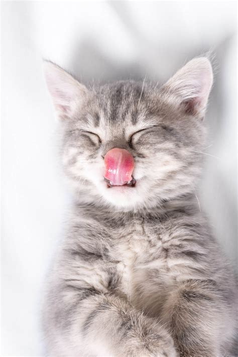 The Reason Why Your Cat Sleeping With Tongue Out
