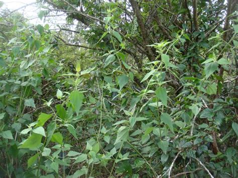 Hawaii confronts invasive superweed in Kahukus | Article | The United ...