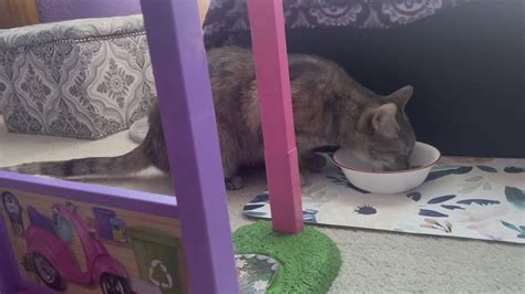 Why does she eat like this? (She won’t let her tail touch the floor ...