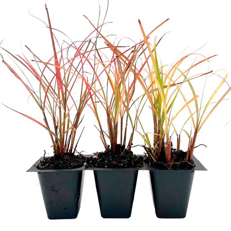 3 Adagio Maiden Grass - Compact Clumping Ornamental Grass with Pink ...