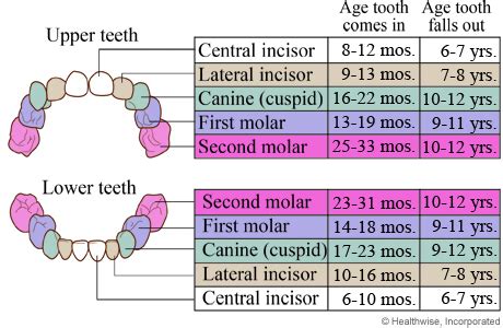 Image result for First Tooth Overall