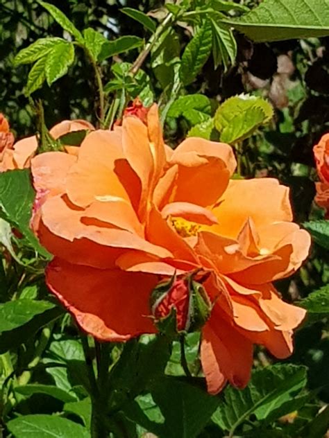 La Roseraie de Barbary ou les cinq sens de la rose - Hautes-Pyrénées ...