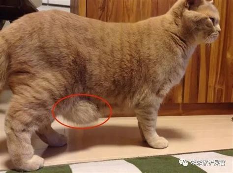 猫咪肚子上的小肚腩，并不是赘肉，而是原始袋！_腾讯新闻