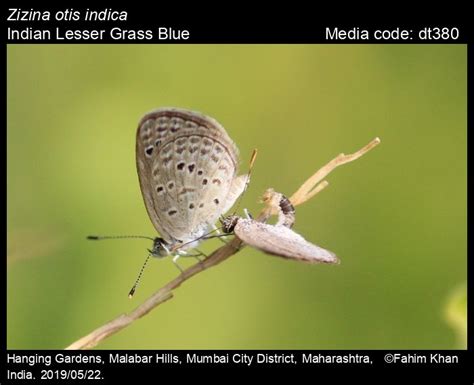 Zizina otis | Butterfly