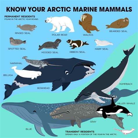 The Arctic Animals