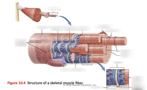 Image result for Skeletal Muscle Fiber Structure