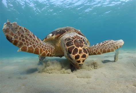 Loggerhead Turtle 的图像结果