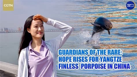 Guardians of the rare: Hope rises for Yangtze finless porpoise - CGTN