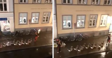 Marching Band Of Ducks In Demark Wins Hearts
