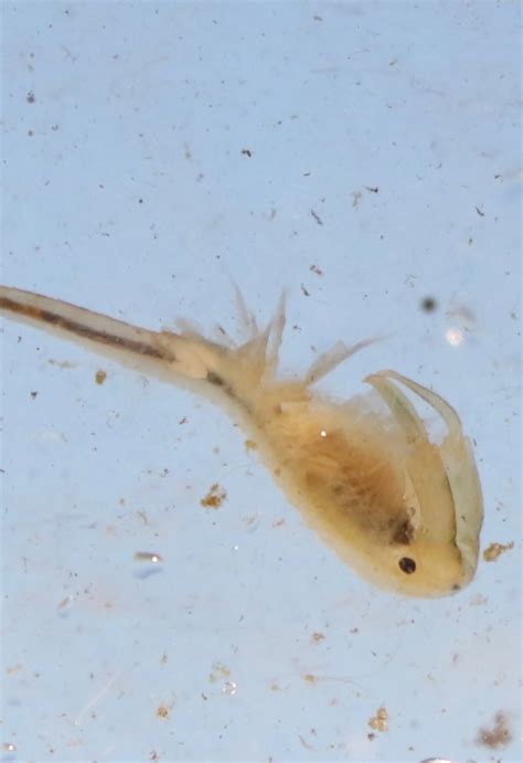 Vernal Pool Fairy Shrimp (Branchinecta lynchi) | U.S. Fish & Wildlife ...