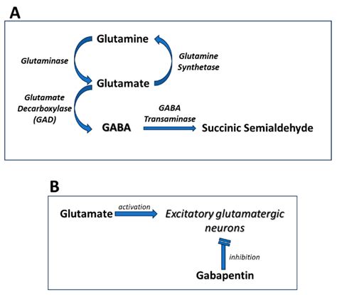 Molecular Mechanisms and Therapeutic Potential of Gabapentin with a Focus on Topical ...