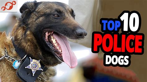 🐕 Police Dogs – TOP 10 Best Police Dog Breeds In The World! | Police ...