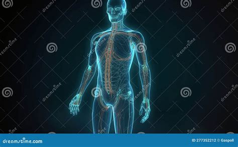 Ai Human Body 的图像结果