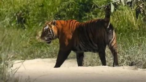 Assam: Wild animals moving freely in Kaziranga, tourists left in ...