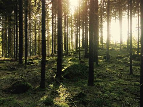 Deforestation 的图像结果