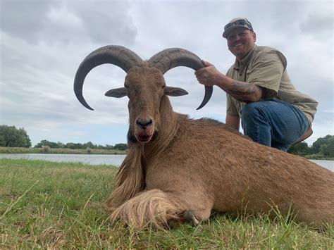 Aoudad Sheep Hunts | Iron Game Ranch, Texas