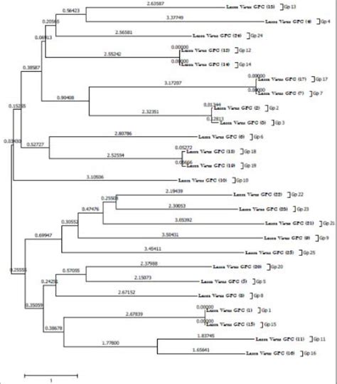 Image result for Phylogenetic Tree Examples