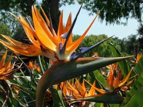Strelitzia reginae - Bird of Paradise Flower | World of Flowering Plants