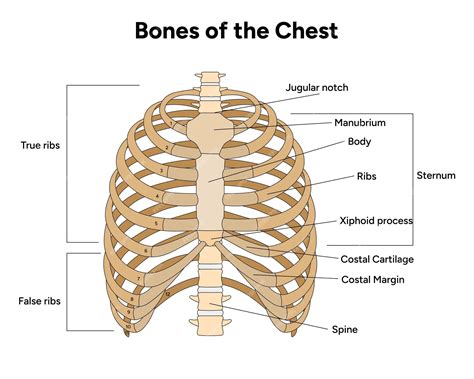 Premium Vector | Bones of the chest human anatomy bones of the chest human anatomy medical ...