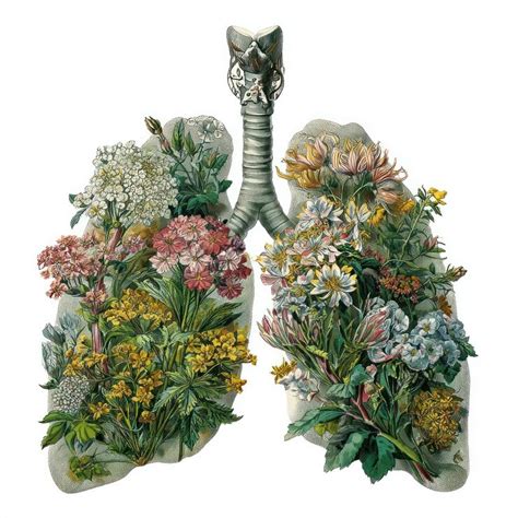 Garden flowers in real lung shape illustration vintage lungs | Premium ...