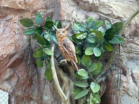 Lions to be spotted in Rajkot from April 2026: Dense forest and ...