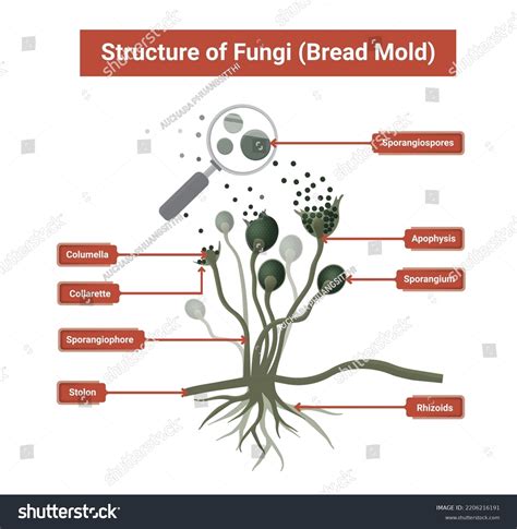 Rhizopus Bread Mold Labeled Rhizopus Spp An Overview