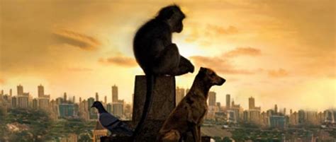 Urban Menace: Down To Earth’s cover story on dogs, monkeys and pigeons ...